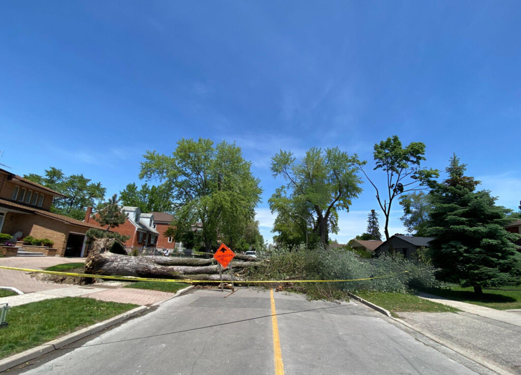fallen tree service baton rouge