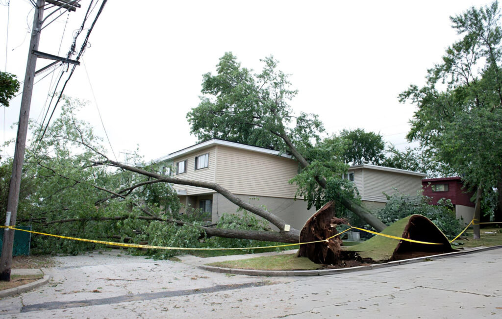 tree fallen