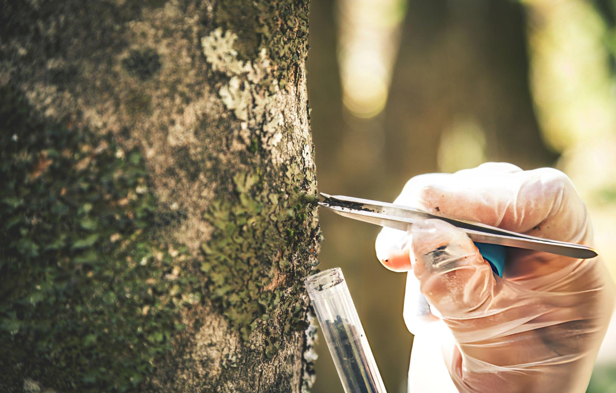 tree disease treatment baton rouge