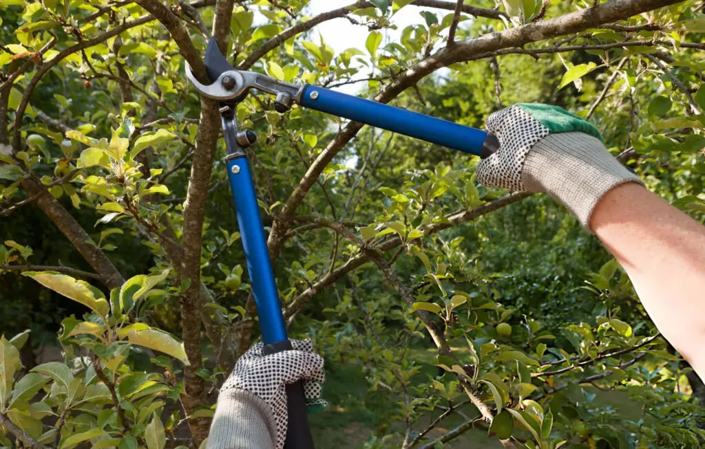 tree pruning louisiana