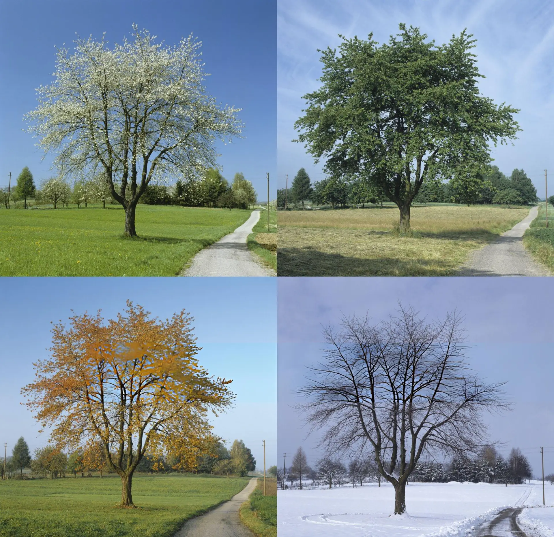when should you prune apple trees